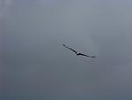 Bald eagle fishing Harrick Res. Cascade Idaho.