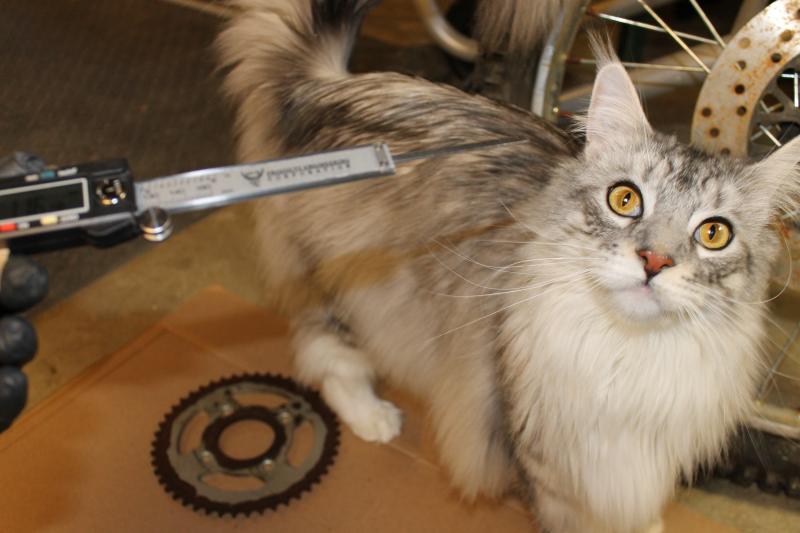 Our Maine Coon Cat (Tuukka) is checking out the tool.