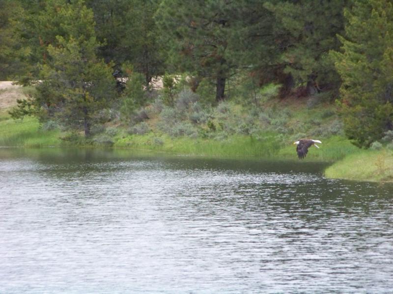 Bald eagle with his catch, Harrick res.